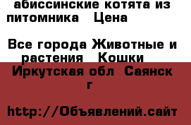 абиссинские котята из питомника › Цена ­ 15 000 - Все города Животные и растения » Кошки   . Иркутская обл.,Саянск г.